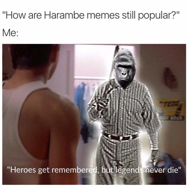 Memes+get+remembered%2C+but+Harambe+never+dies